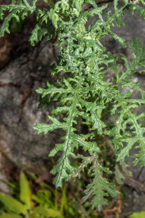 Senecio sylvaticus / Senecione delle selve